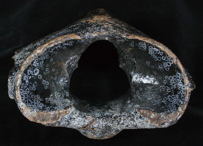 Woolly Rhinoceros Atlas Vertebra Bone - Late Pleistocene #3444